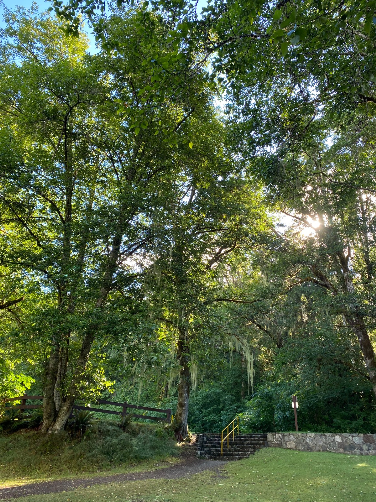 Sun shining through the trees at Alice Lake.