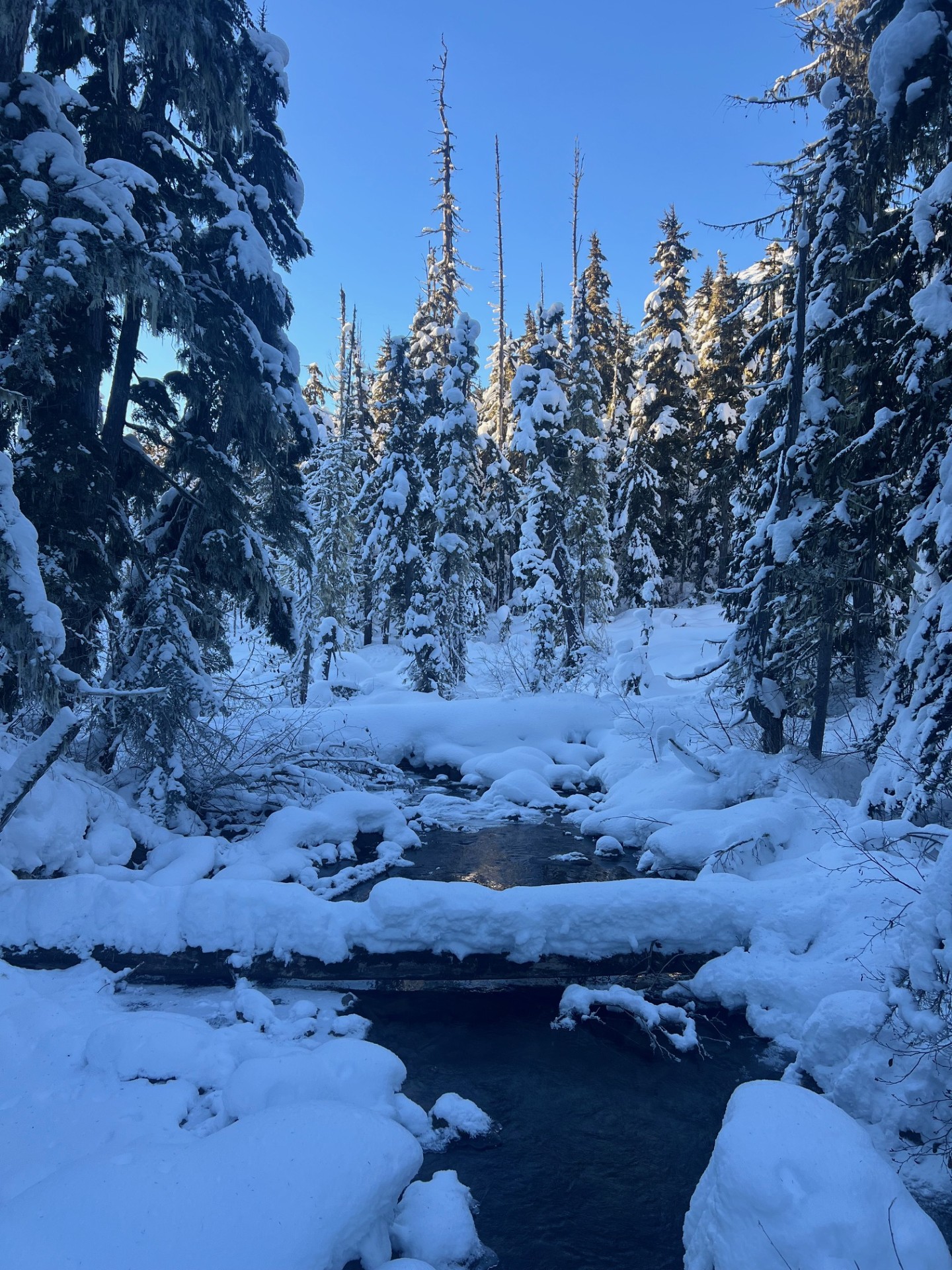 Snow-covered evergreen trees lining the trail in Joffre Lakes Provincial Park during winter.