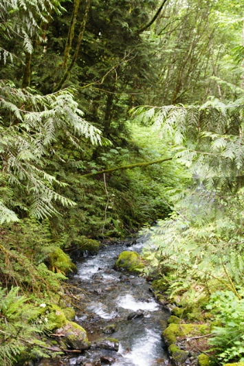Picturesque forest stream at Cultus Lake Provincial Park, a popular spot for nature walks and photography.