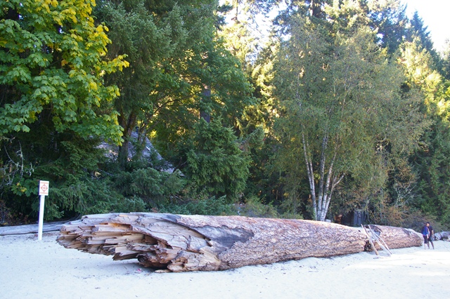 Natural coastal scenery at S⨱ótsaqel / Chilliwack Lake Provincial Park, featuring a large piece of driftwood on the beach.