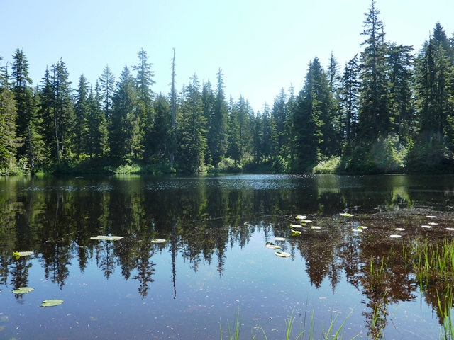 A serene lake surrounded by a lush evergreen forest on a clear day at Mount Seymour Provincial Park.